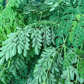 JointVive Ingredients